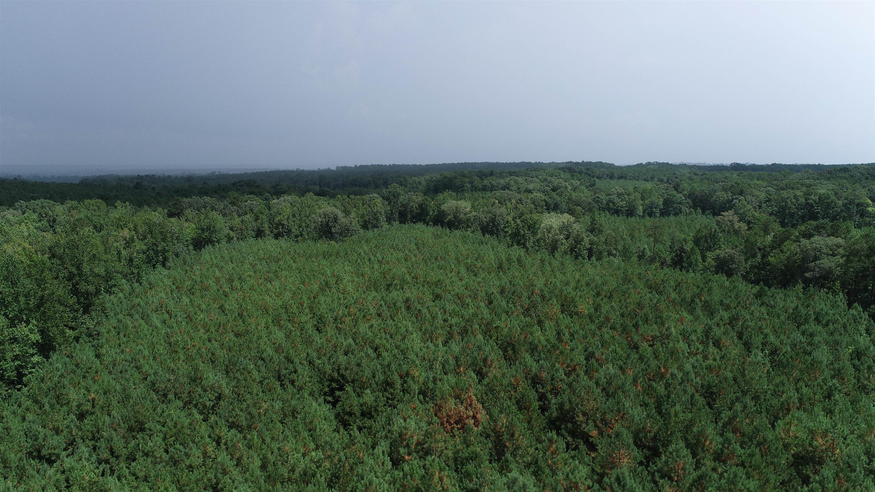 0 Old Edgefield Road Saluda, SC 29138 - Photo 2 of 9