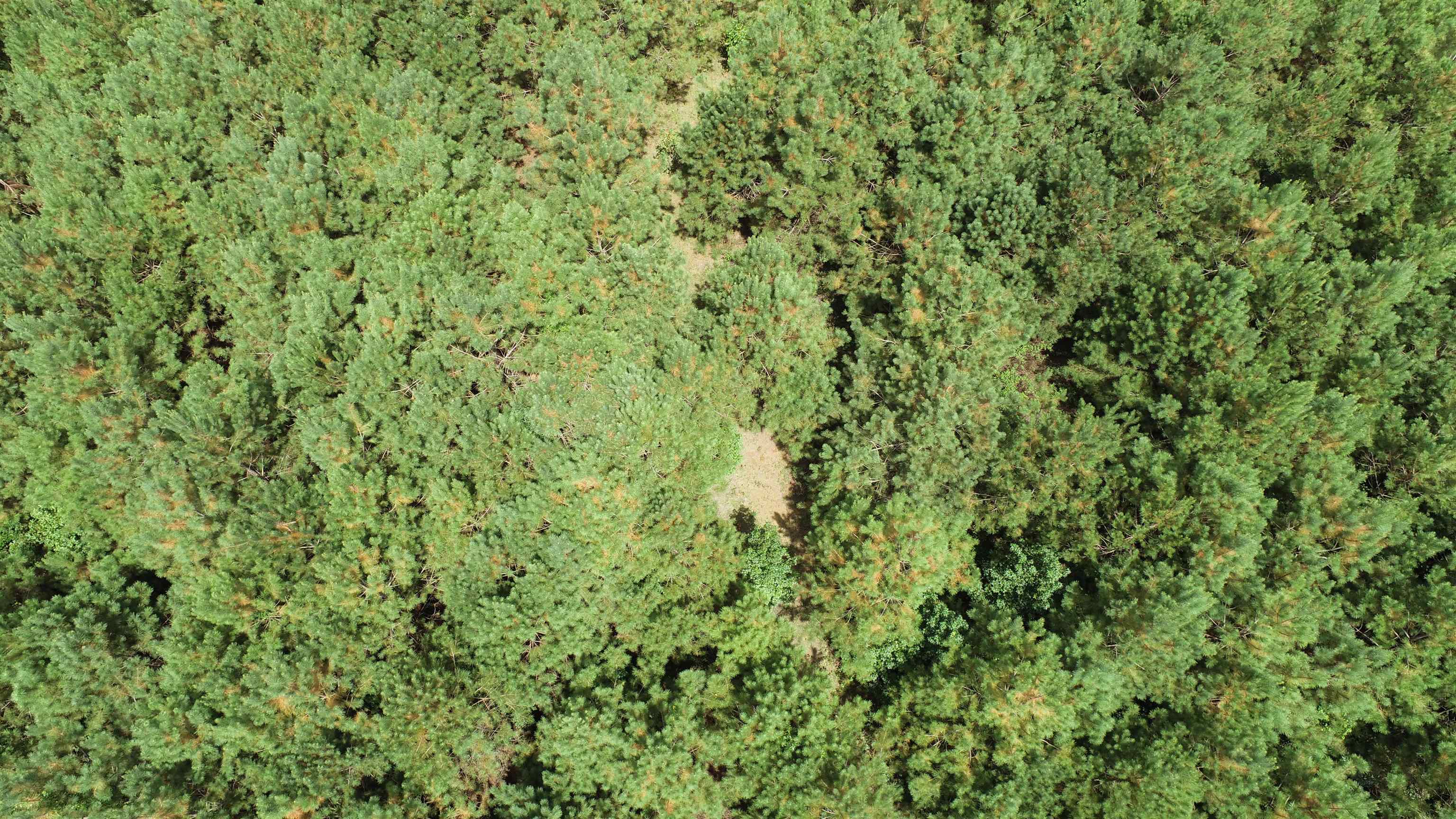 0 Old Edgefield Road Saluda, SC 29138 - Photo 5 of 9