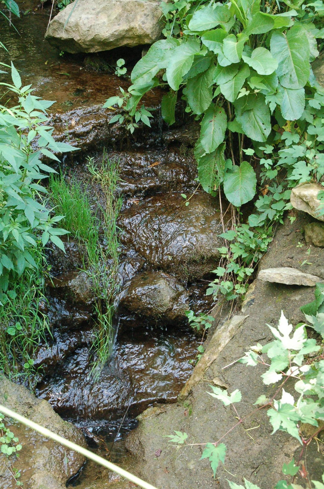 6711 Regal Road Louisville, KY 40222 - Photo 10 of 20 Natural spring in rear of lot