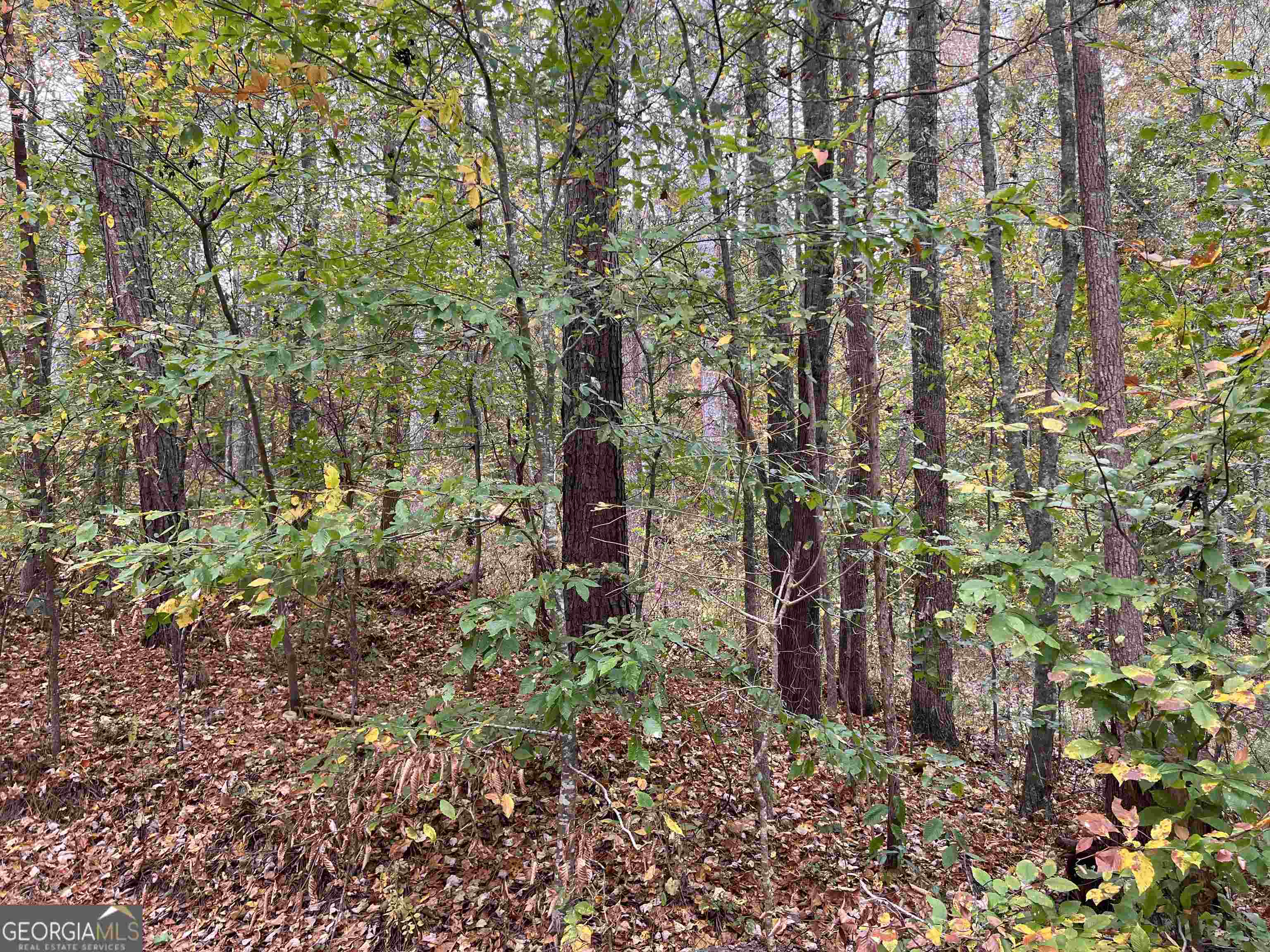 0 Baugh Mountain Road Sugar Valley, GA 30746 - Photo 1 of 1 Gallery Image 1