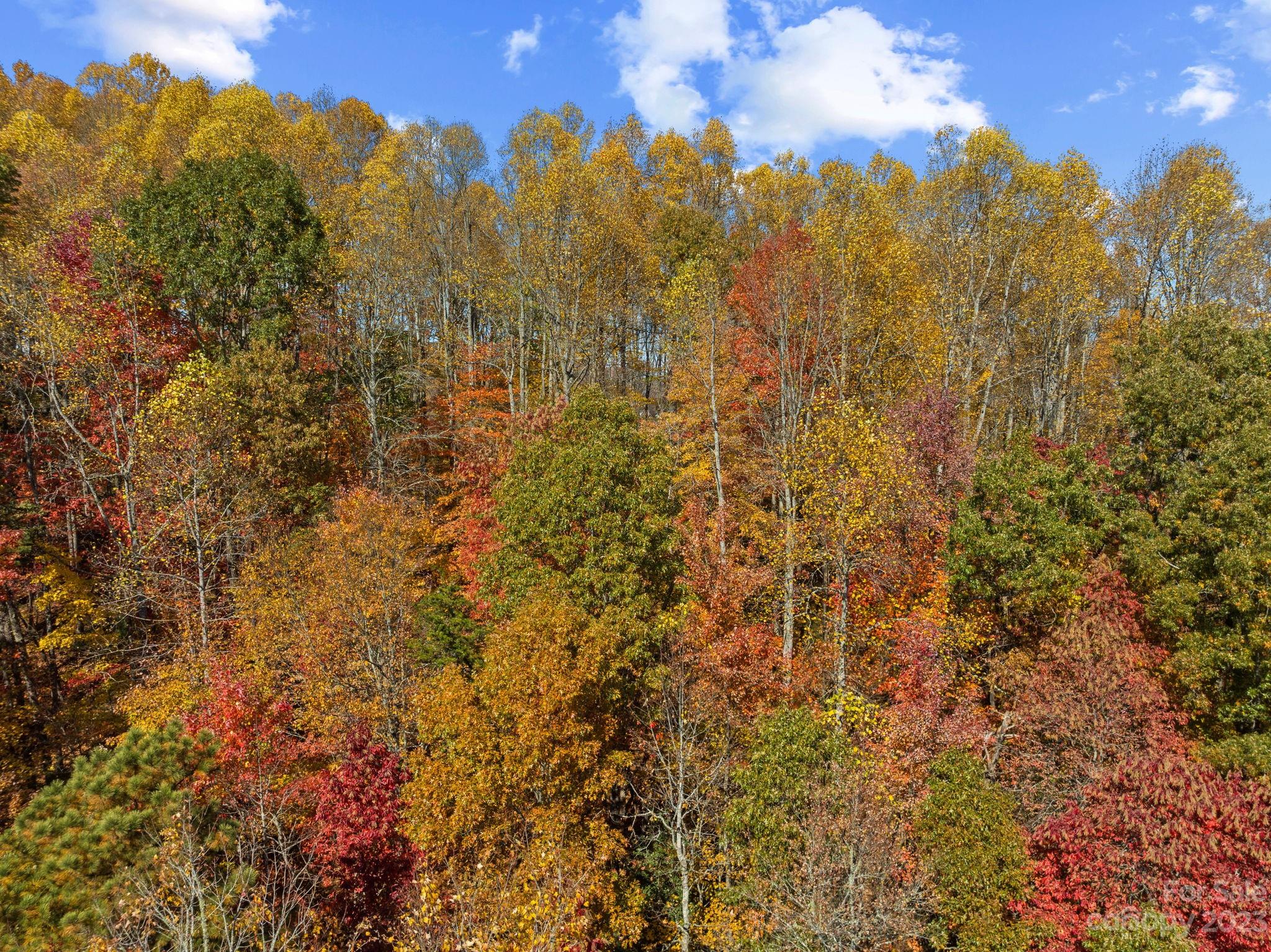 672 Mt Gilead Church Road Mills River, NC 28759 - Photo 6 of 29 a view of a bunch of trees