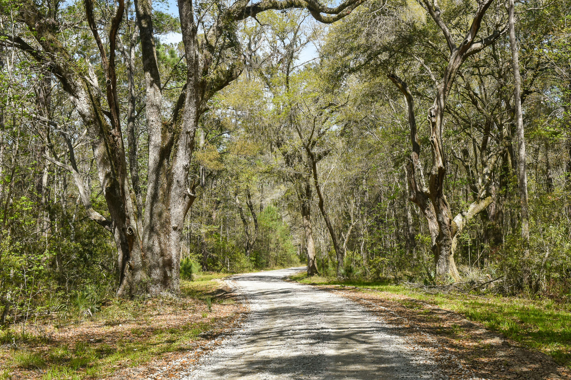 4855 Retriever Road Wadmalaw Island, SC 29487 - Photo 68 of 68 DSC_1119-2