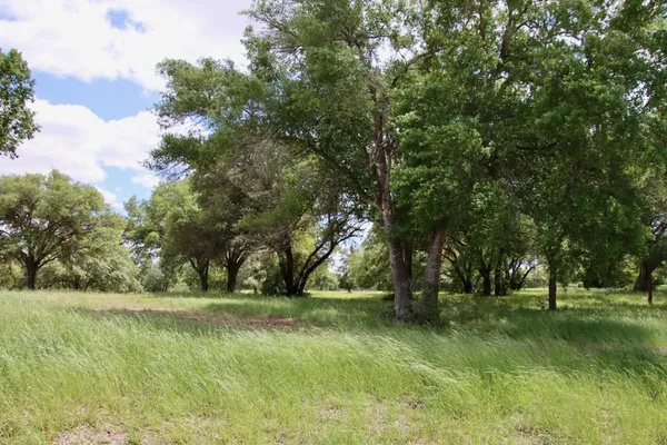 a huge green field with lots of trees