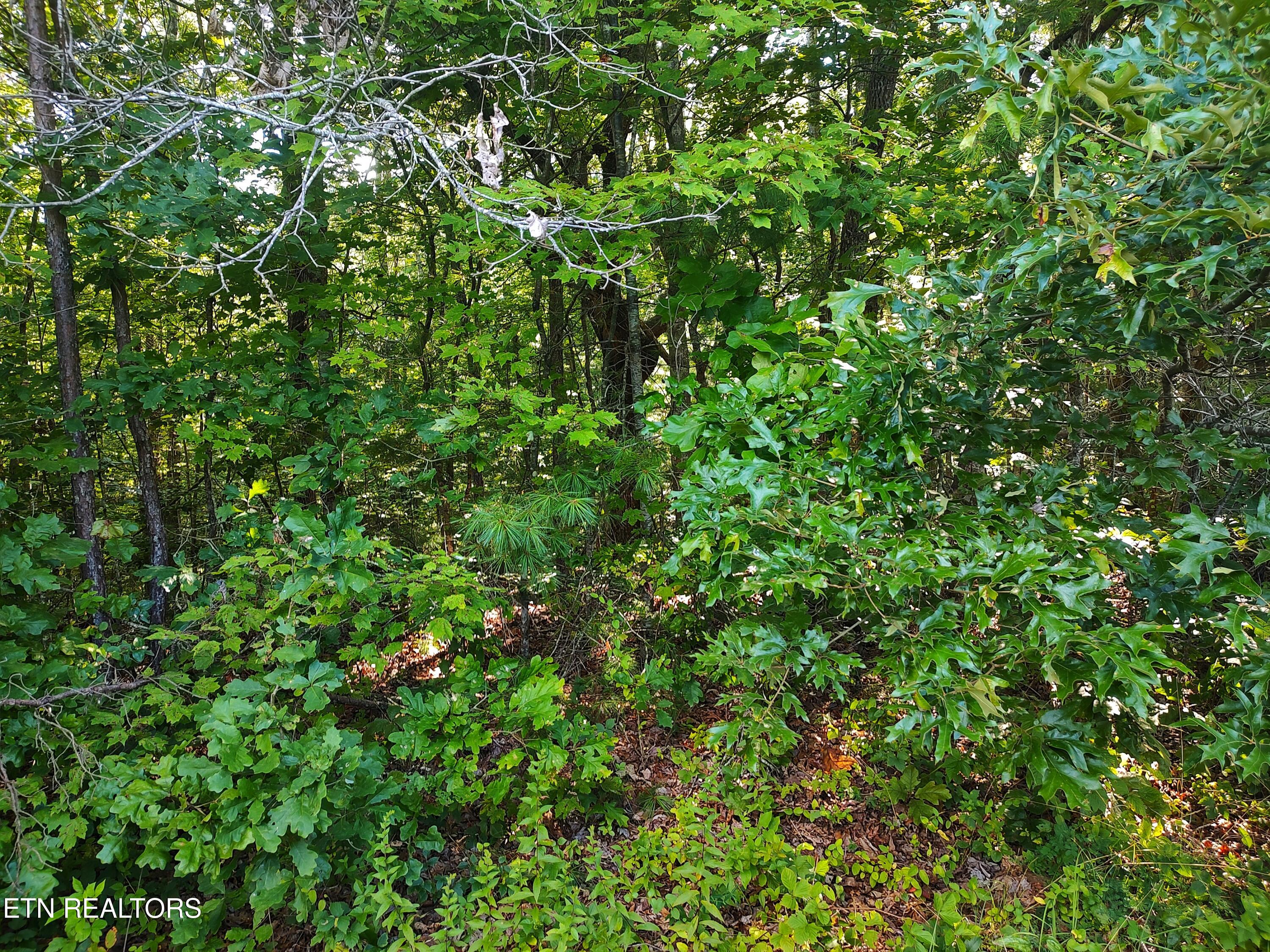 0 Old Gordon Road Grandview, TN 37337 - Photo 18 of 24 1000004041