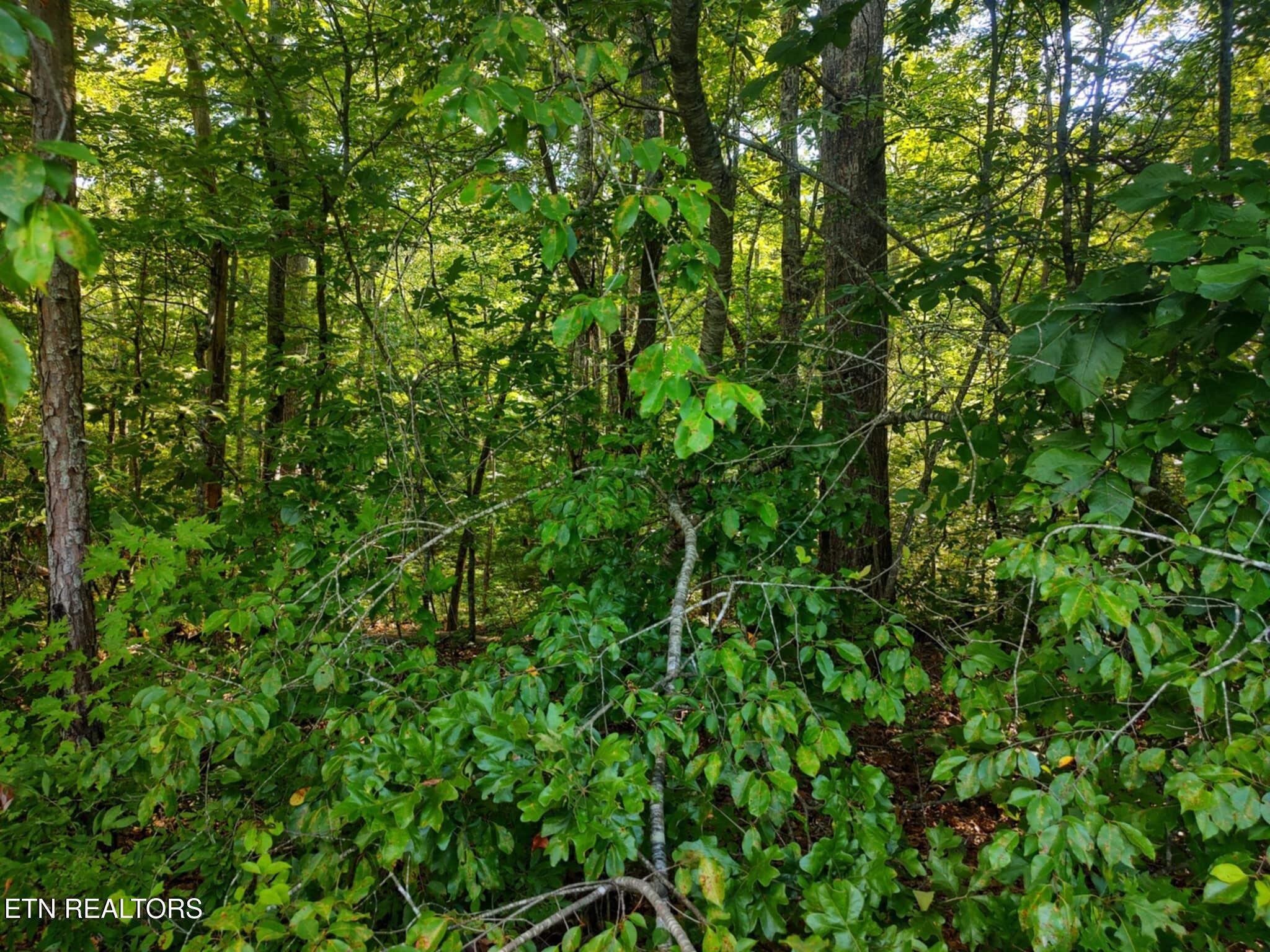 0 Old Gordon Road Grandview, TN 37337 - Photo 7 of 24 Messenger_creation_4754ED5B-C2AE-4BFC-AB