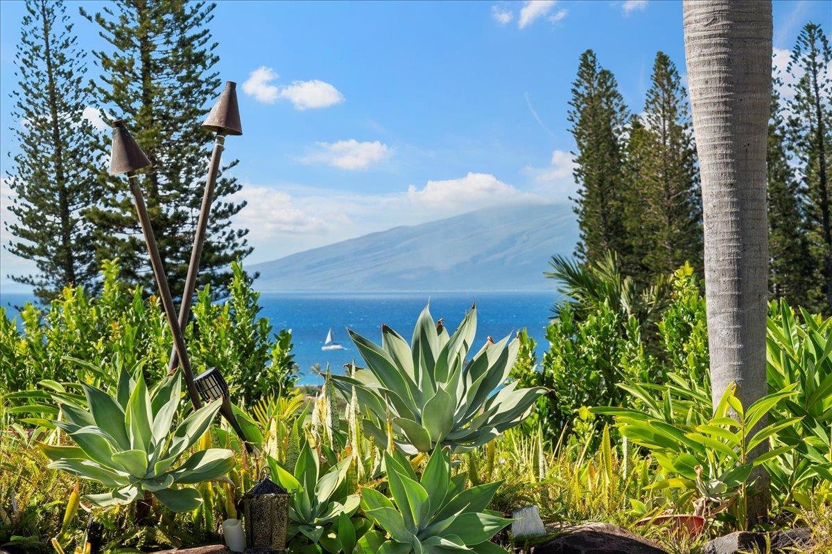 238 Crestview Road Lahaina, HI 96761 - Photo 23 of 48 a view of a plant in front of a building