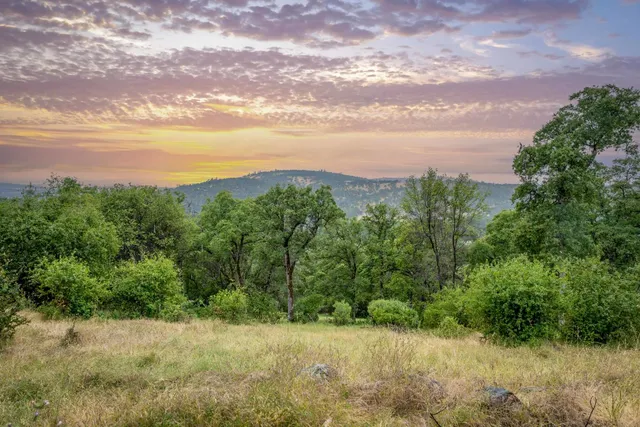 a view of a yard with a tree