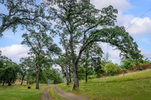 a view of a garden with a tree