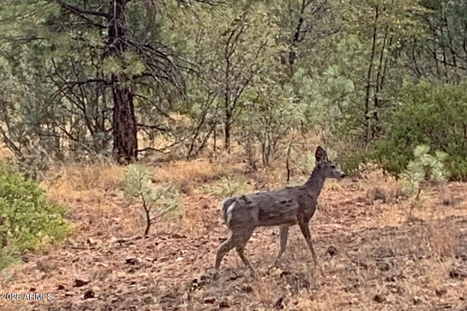3465 Whispering Pines Road Pine, AZ 85544 - Photo 32 of 53 a view of a yard with table and chair