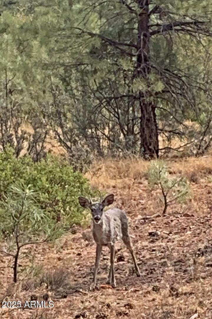 3465 Whispering Pines Road Pine, AZ 85544 - Photo 34 of 53 a view of an outdoor space with seating