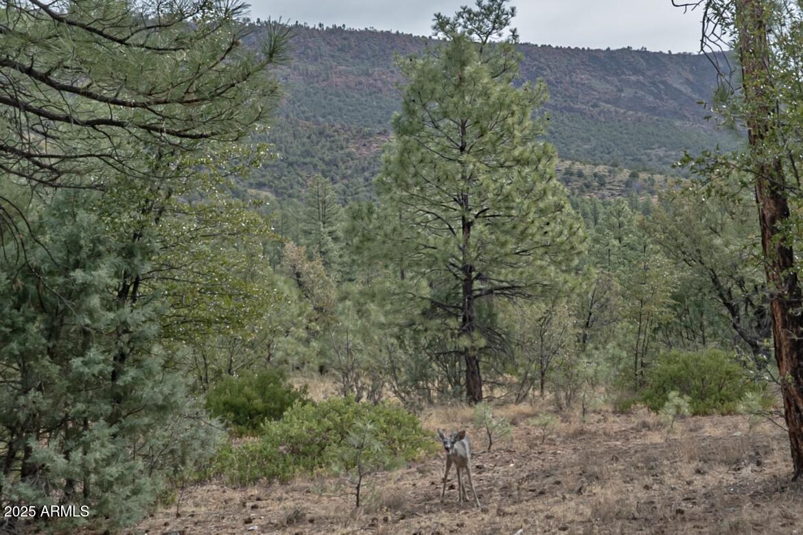 3465 Whispering Pines Road Pine, AZ 85544 - Photo 43 of 53 a view of a forest with lots of trees
