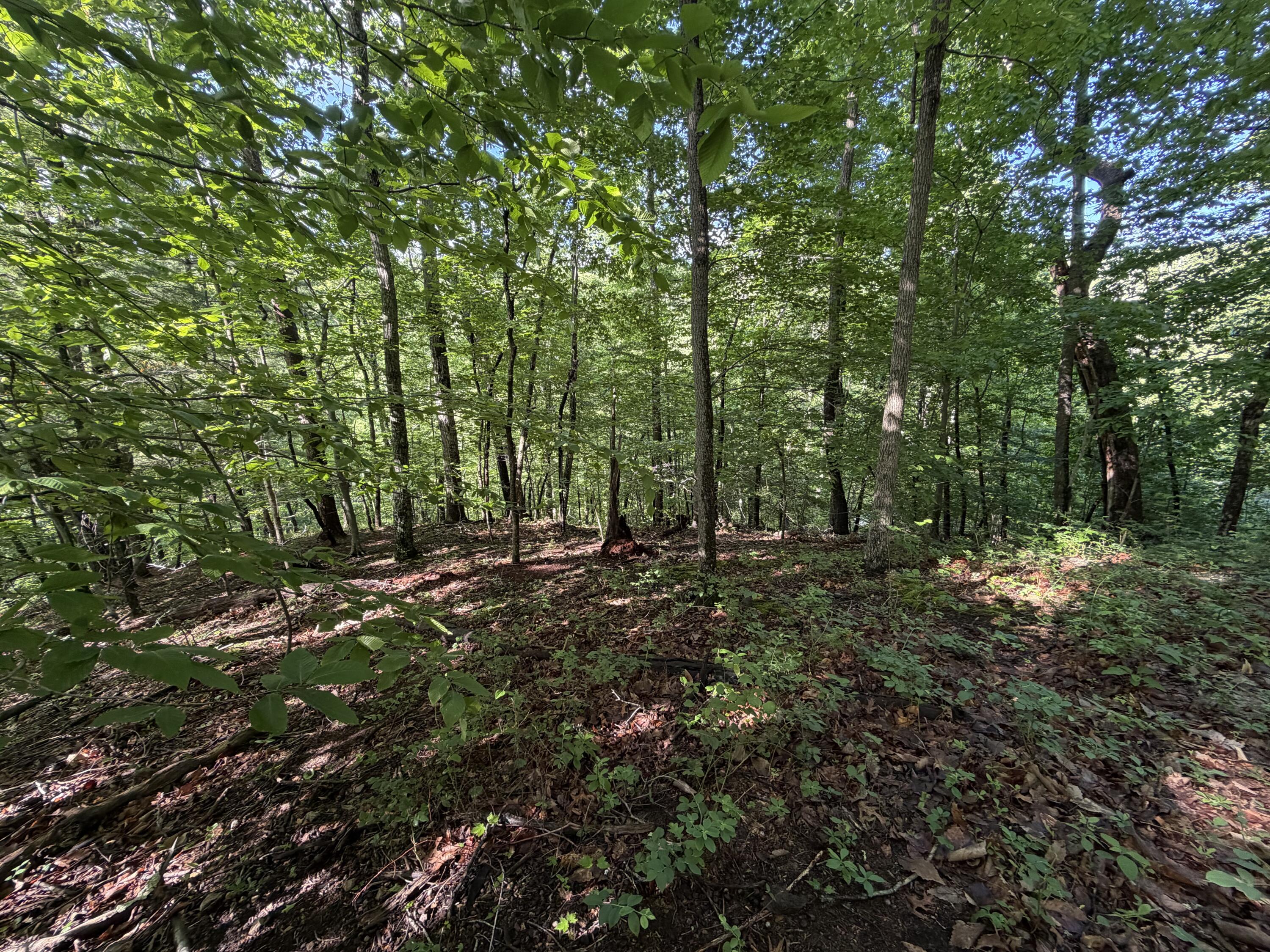 0 Lake Road Troutville, VA 24175 - Photo 14 of 18 a view of a forest with trees