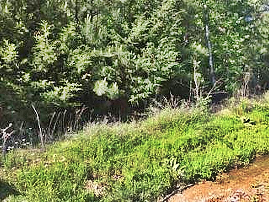 1783 Wasson Road Ten Mile, TN 37880 - Photo 12 of 12 67532