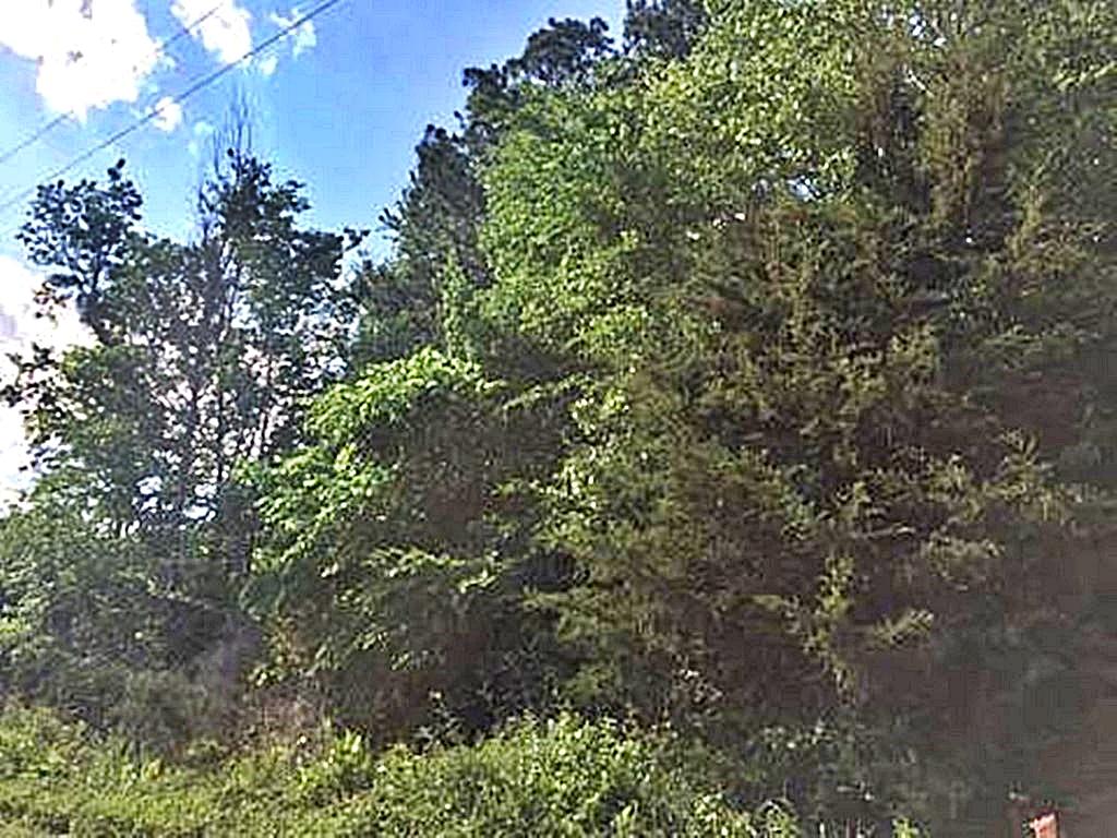 1783 Wasson Road Ten Mile, TN 37880 - Photo 4 of 12 67526