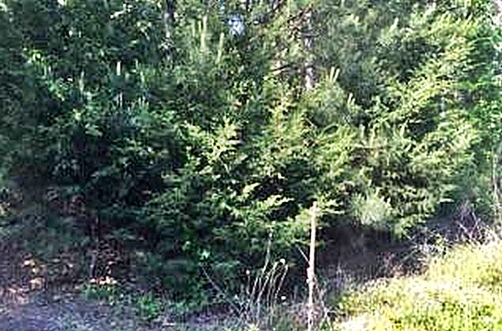 1783 Wasson Road Ten Mile, TN 37880 - Photo 8 of 12 67528