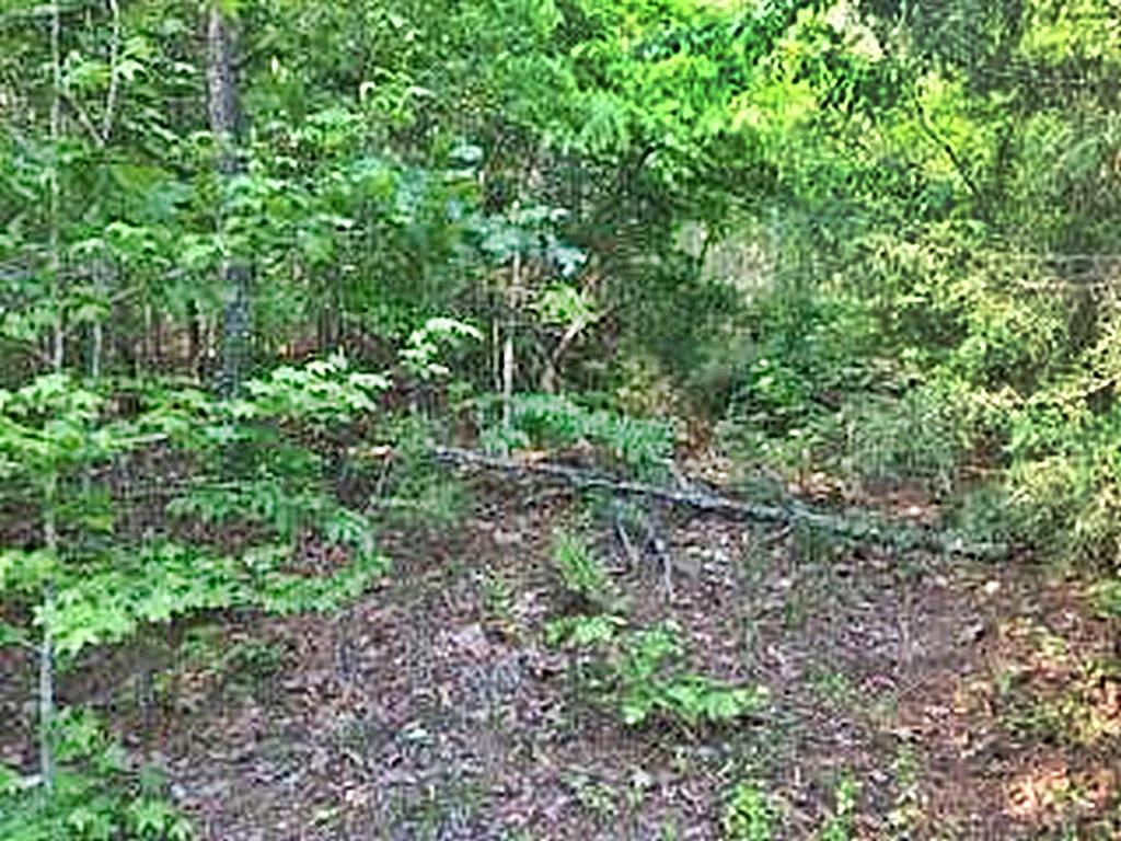1783 Wasson Road Ten Mile, TN 37880 - Photo 10 of 12 67529