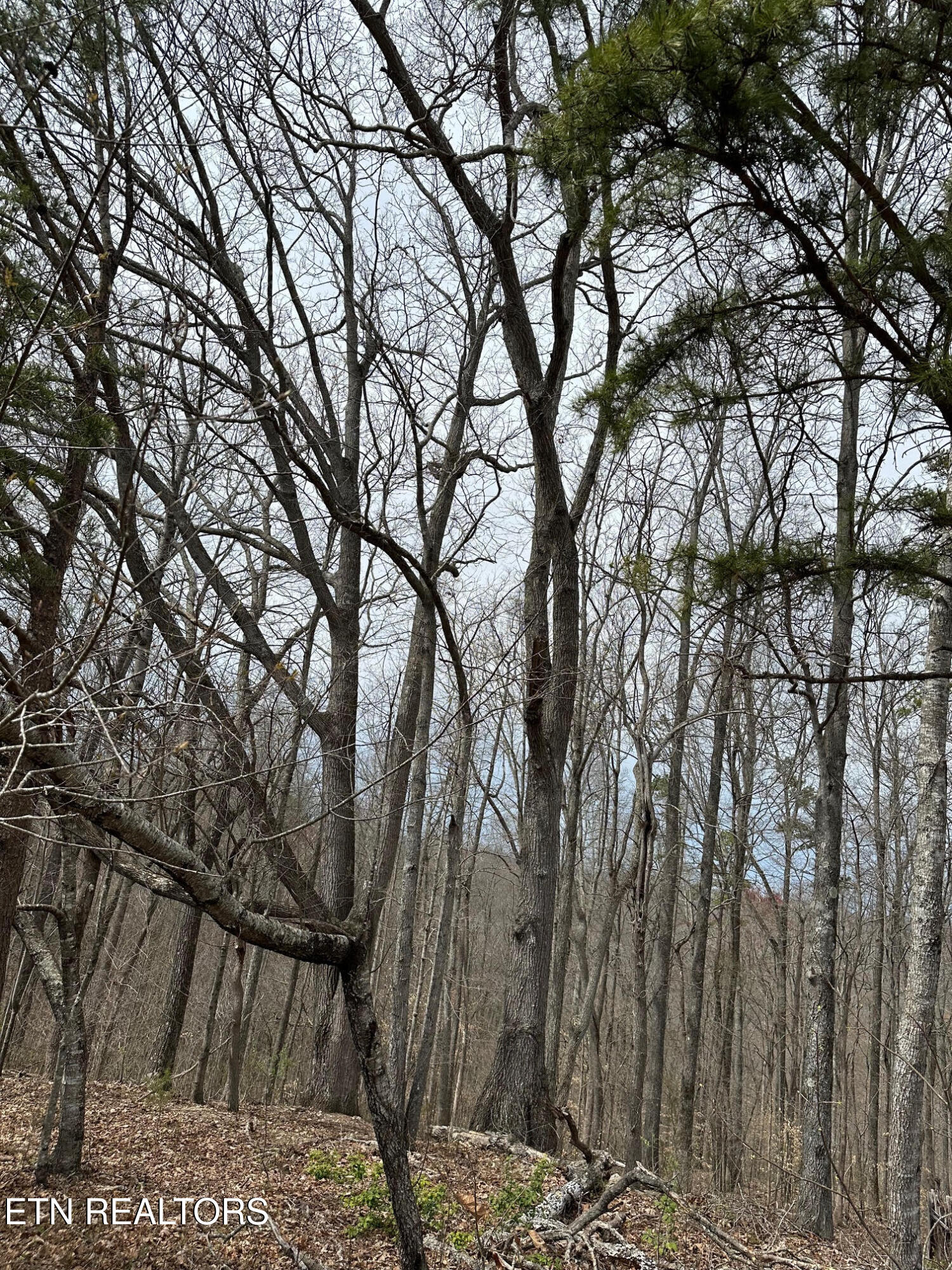 Lot 605 North Two Rivers Lane La Follette, TN 37766 - Photo 13 of 18 Lot 605 6