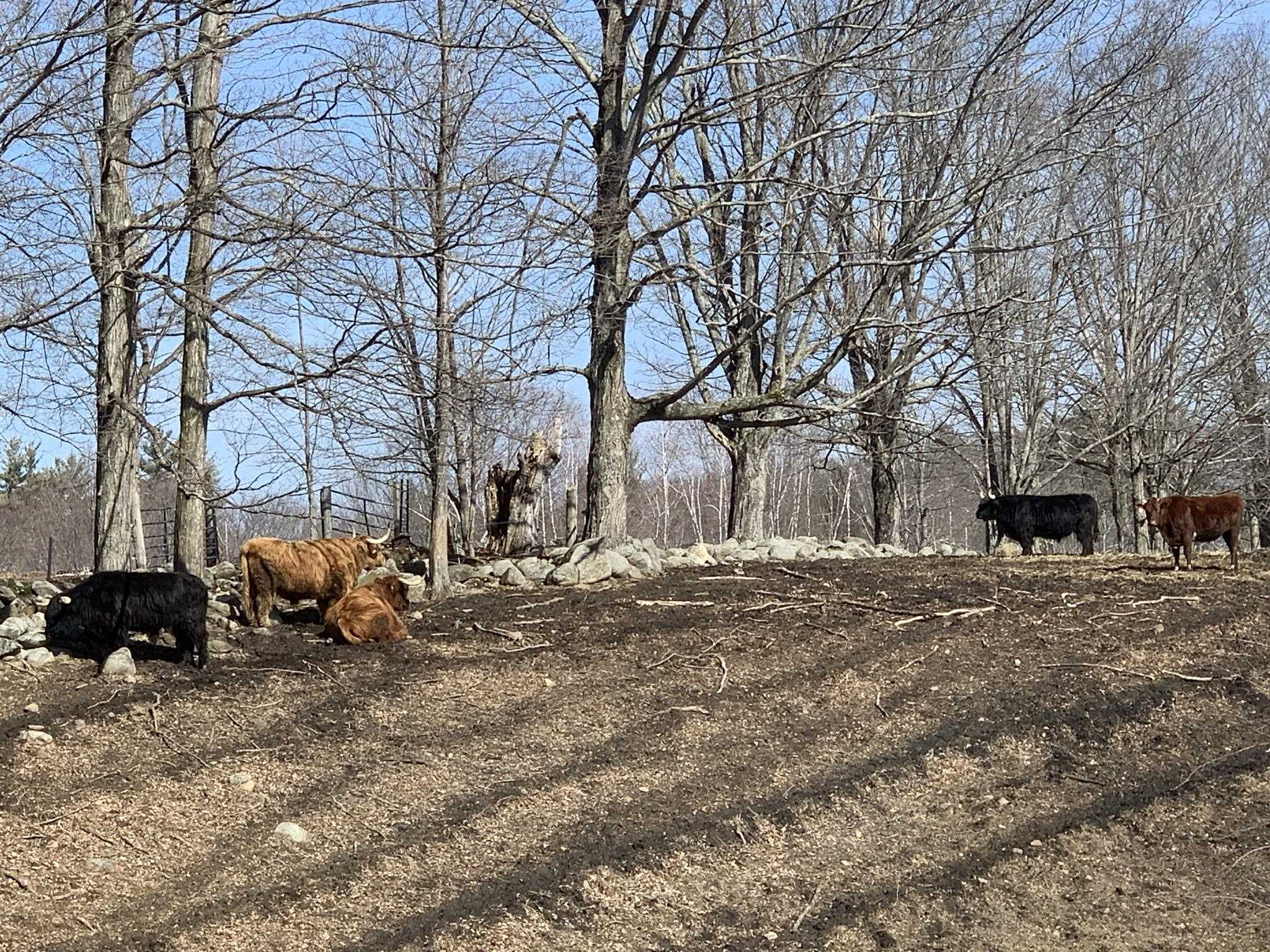 Whitehouse Road, Unit 9 Loudon, NH 03307 - Photo 22 of 22