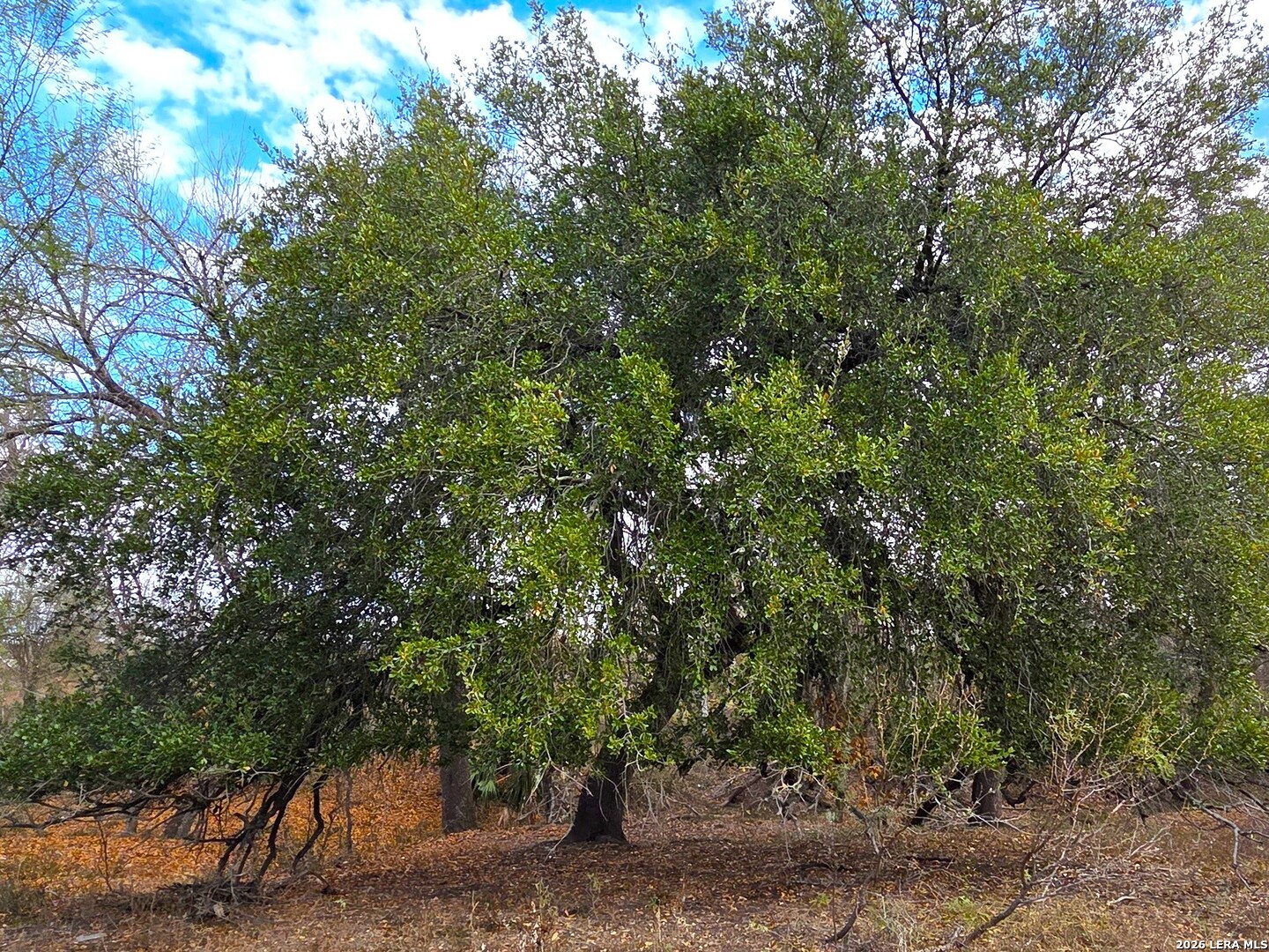 Tbd Fm 471 Natalia, TX 78059 - Photo 2 of 4 a backyard of a house with lots of trees