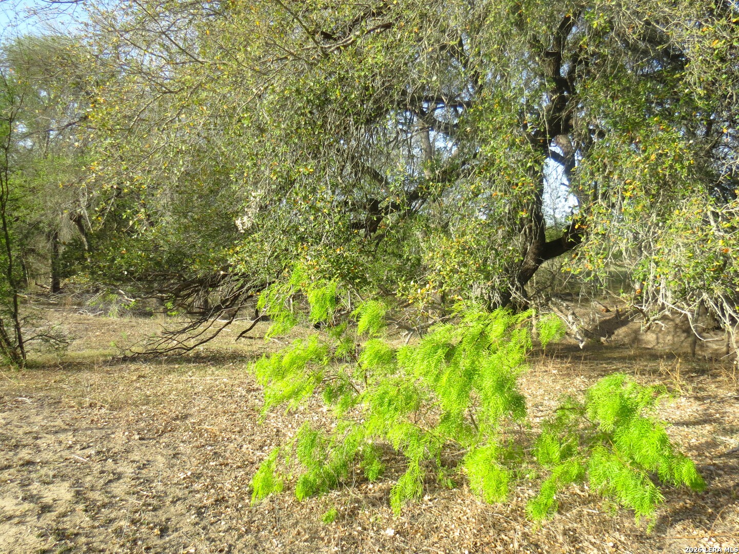 Tbd Fm 471 Natalia, TX 78059 - Photo 4 of 4 a view of a yard with a tree