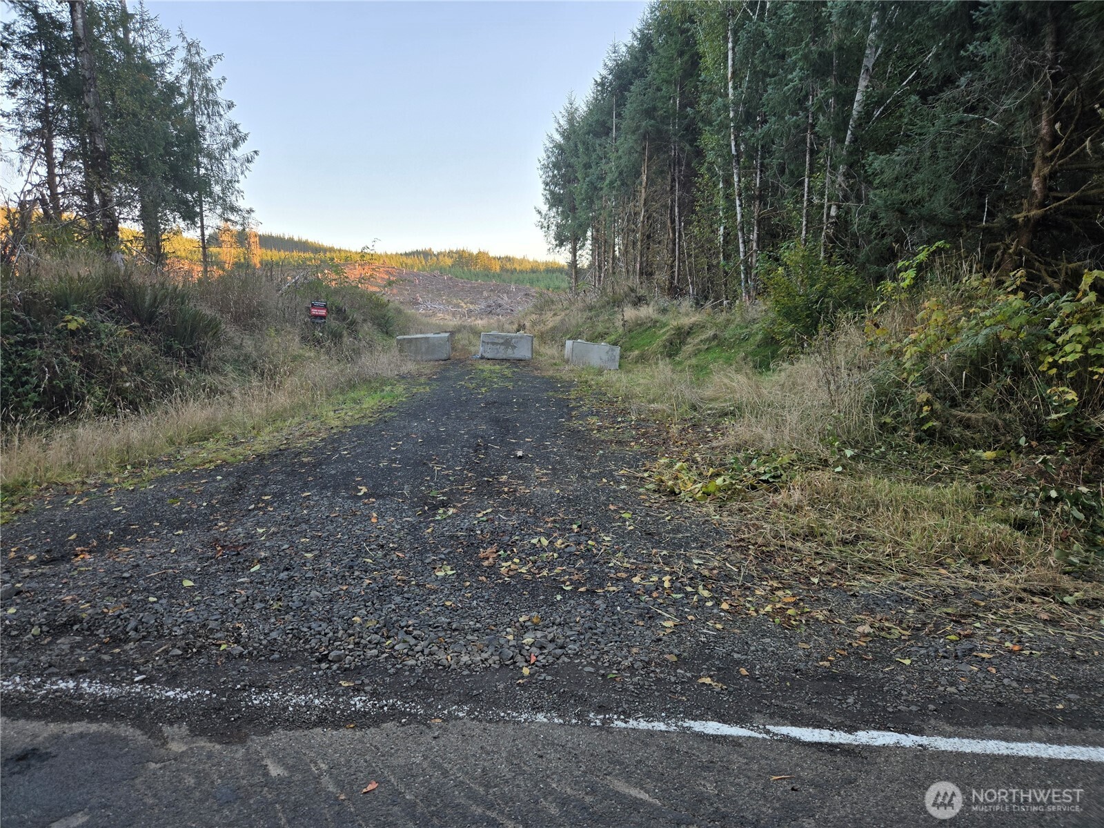 -nka Smith Creek Road Raymond, WA 98577 - Photo 9 of 14 a view of a forest with trees in front of it