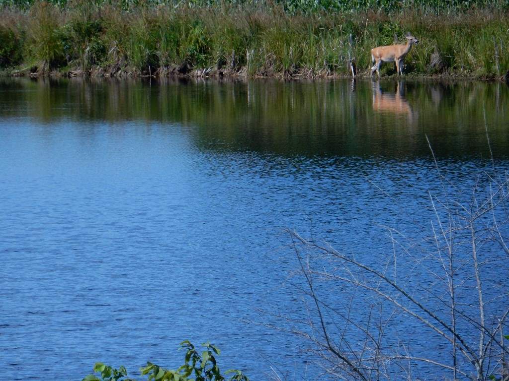 5473 North Rolland Road Lake, MI 48632 - Photo 6 of 13 1821617-5.JPG