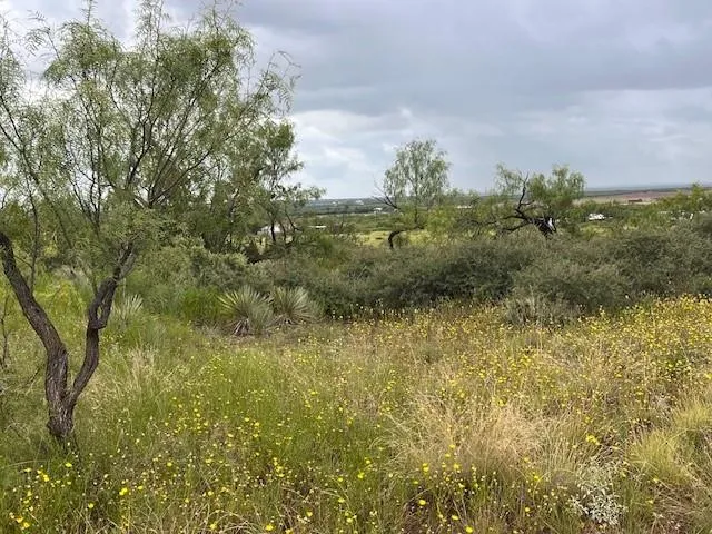 a view of a bunch of trees and bushes