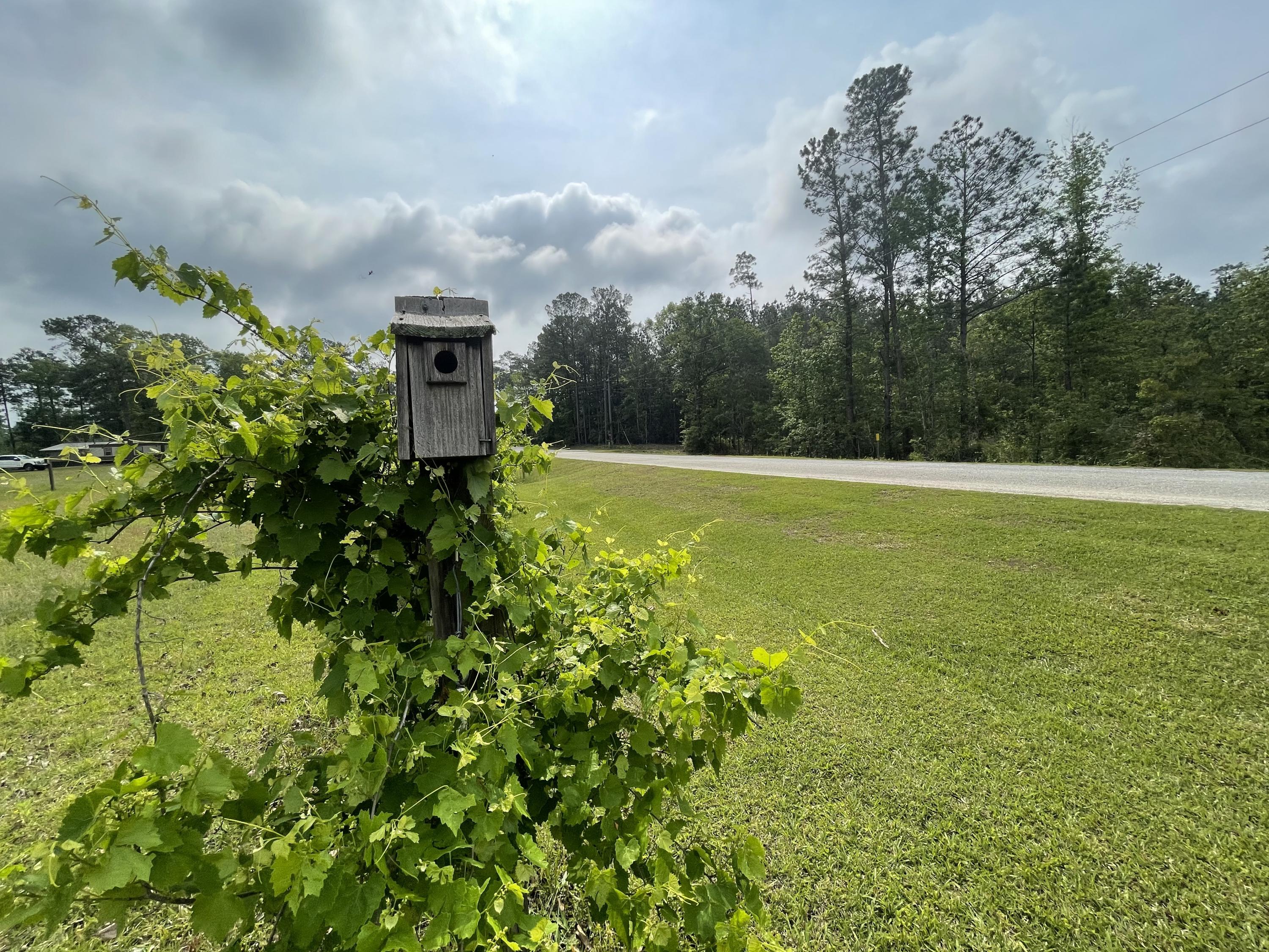 12.49-ac State Line Road Baker, FL 32531 - Photo 16 of 41 a view of a big yard with large trees