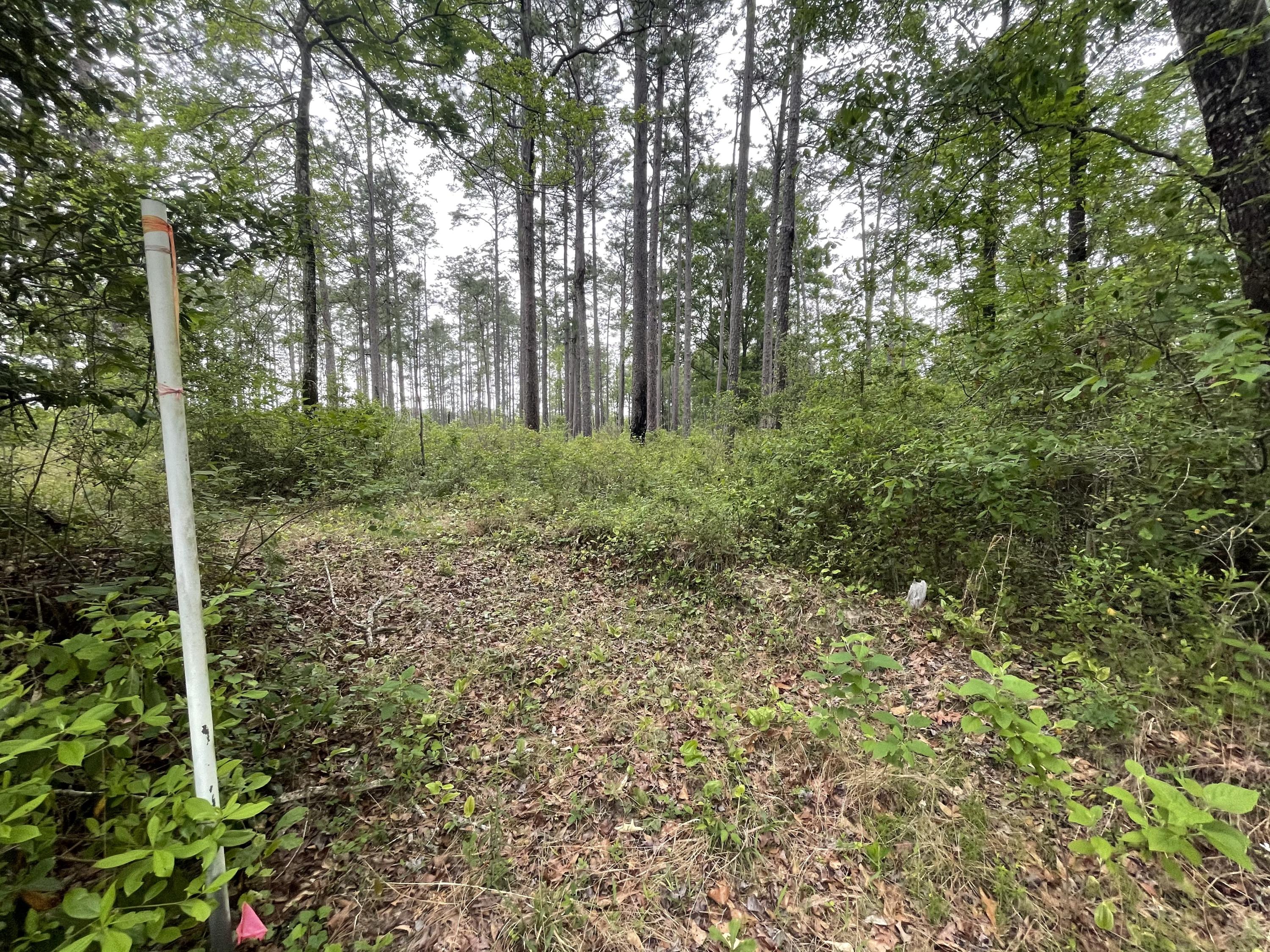 12.49-ac State Line Road Baker, FL 32531 - Photo 29 of 41 a view of a forest with trees