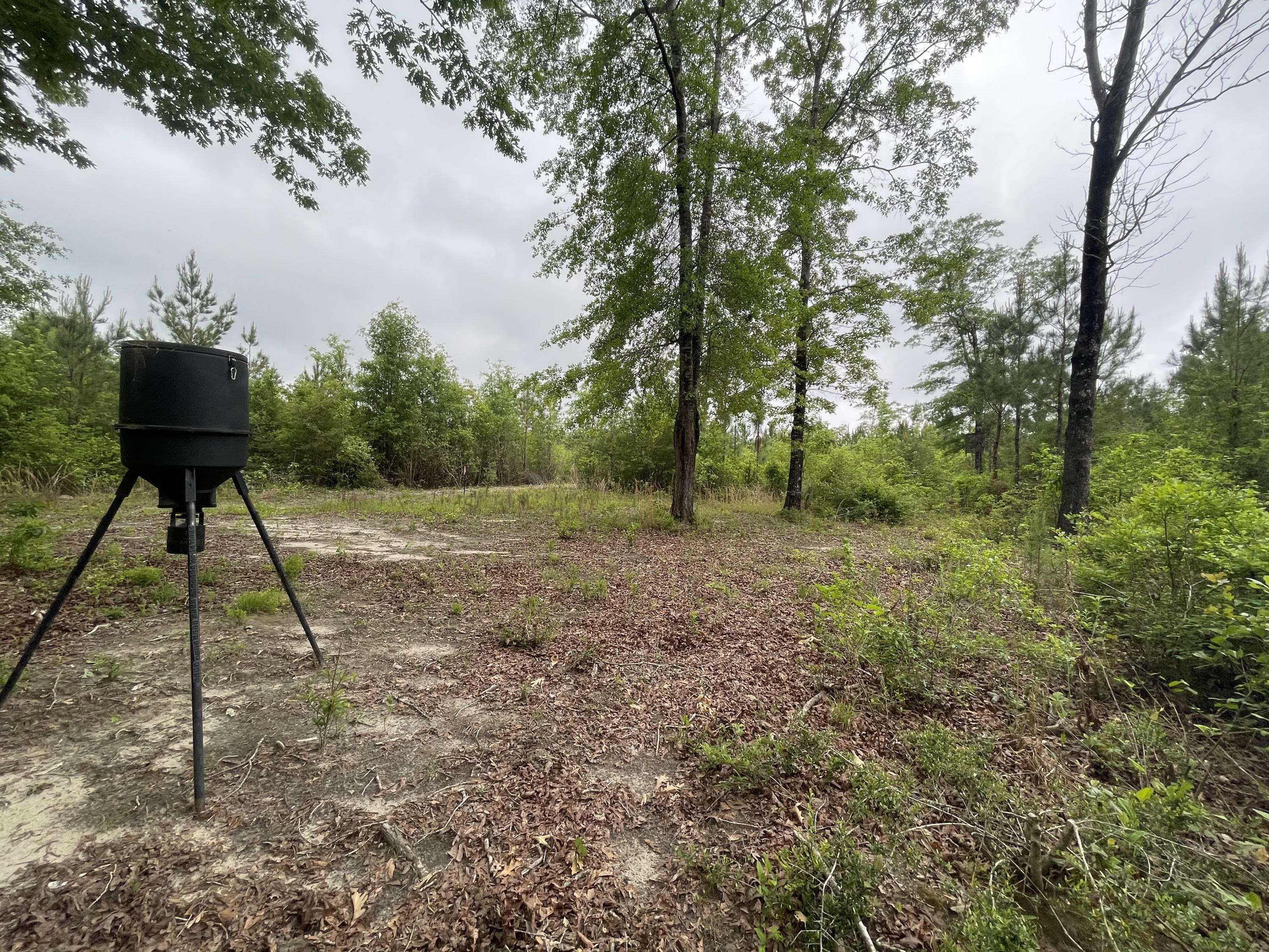 12.49-ac State Line Road Baker, FL 32531 - Photo 3 of 41 a view of a forest