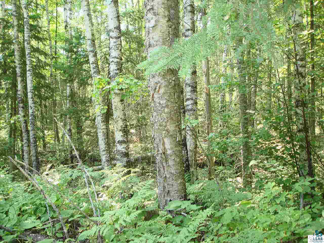 Tbd Raspberry Road Bayfield, WI 54814 - Photo 8 of 9 Gallery Image 8