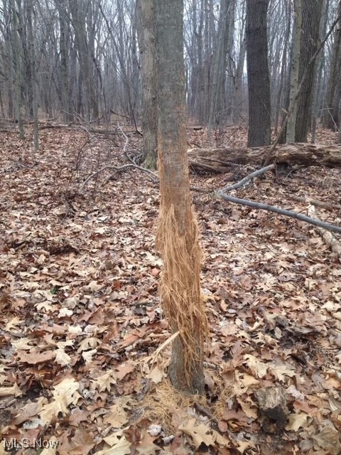 3555 Riverside Drive Northwest Massillon, OH 44647 - Photo 24 of 25 View of local wilderness