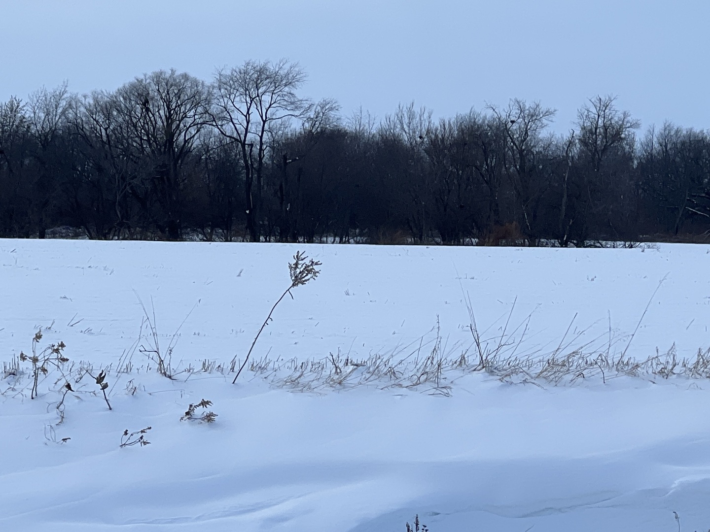 0 110th Avenue Buffalo, IA 52728 - Photo 4 of 5