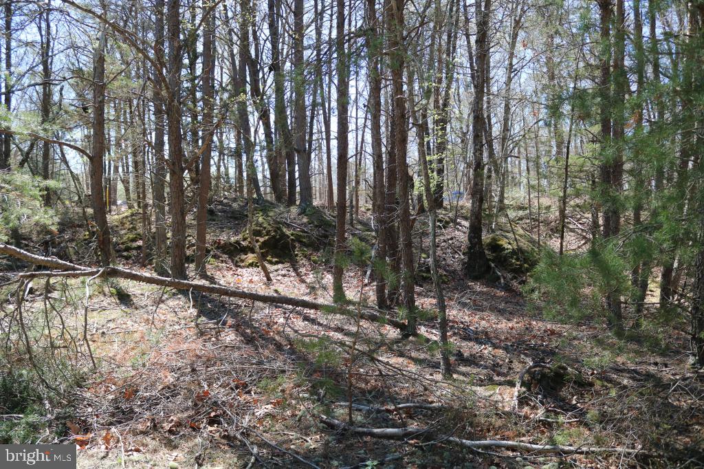 351 Shaws Mill Road Cedarville, NJ 08311 - Photo 7 of 84