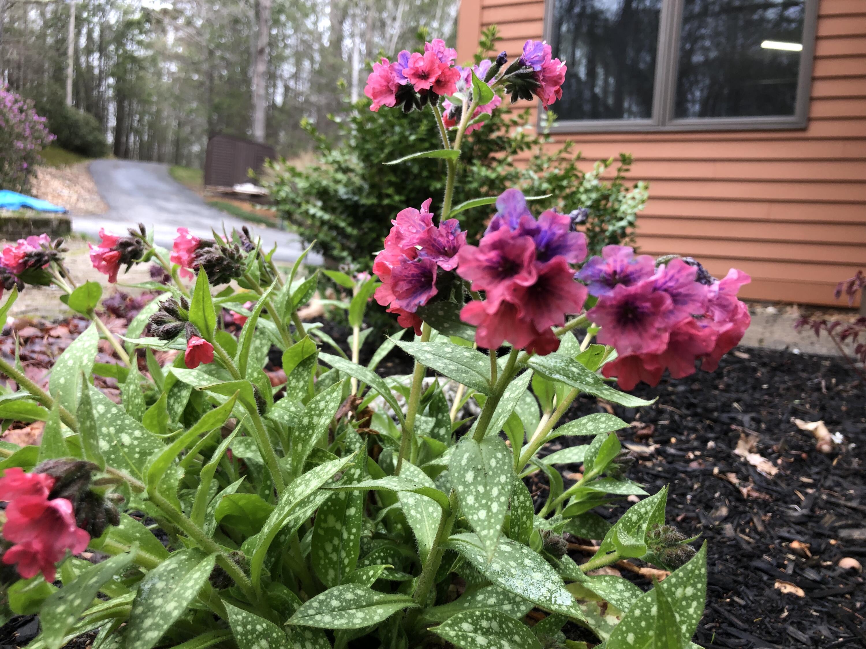 105 Cushman Point Road Wiscasset, ME 04578 - Photo 101 of 114 IMG_4662