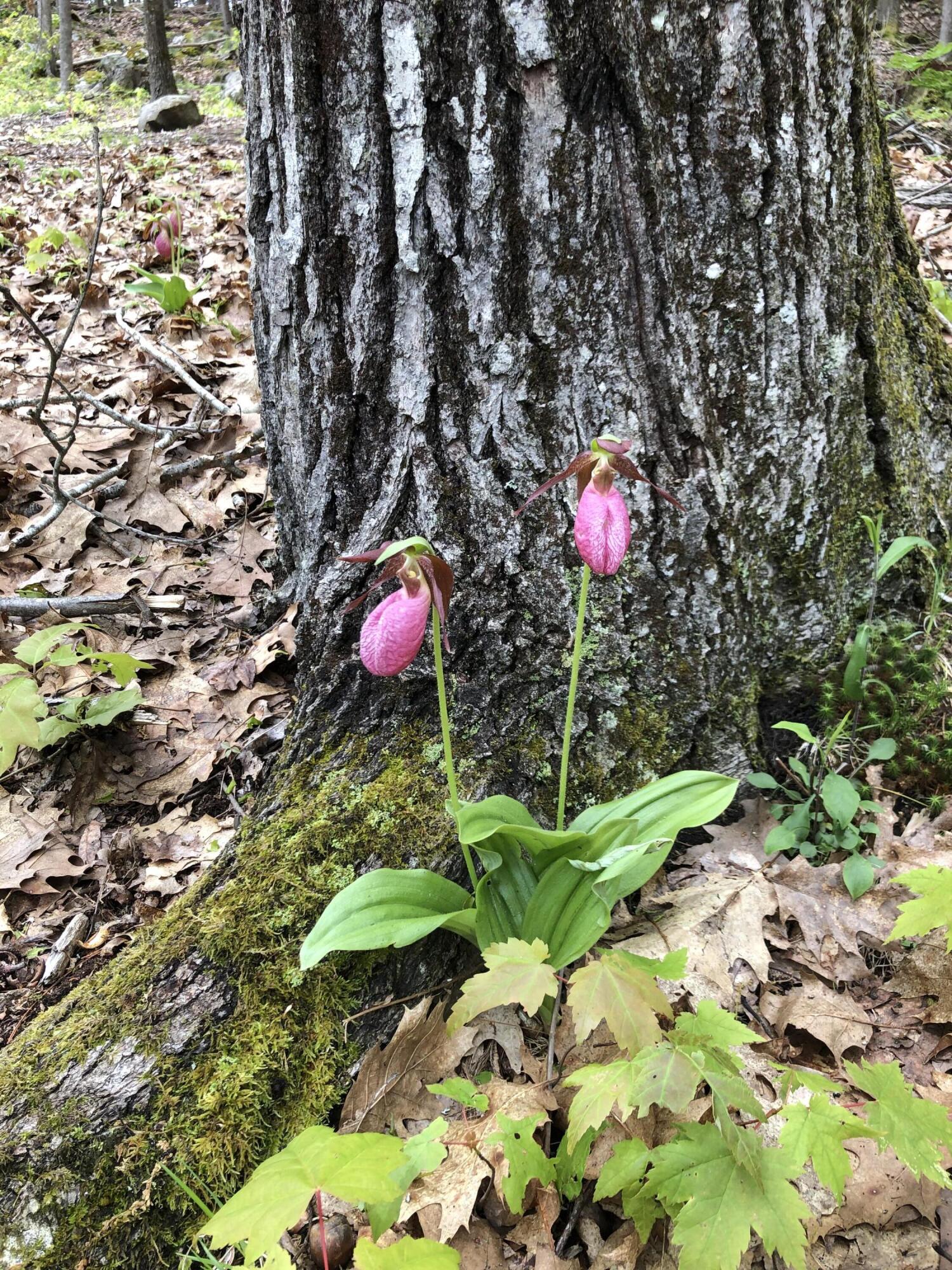 105 Cushman Point Road Wiscasset, ME 04578 - Photo 102 of 114 IMG_4695
