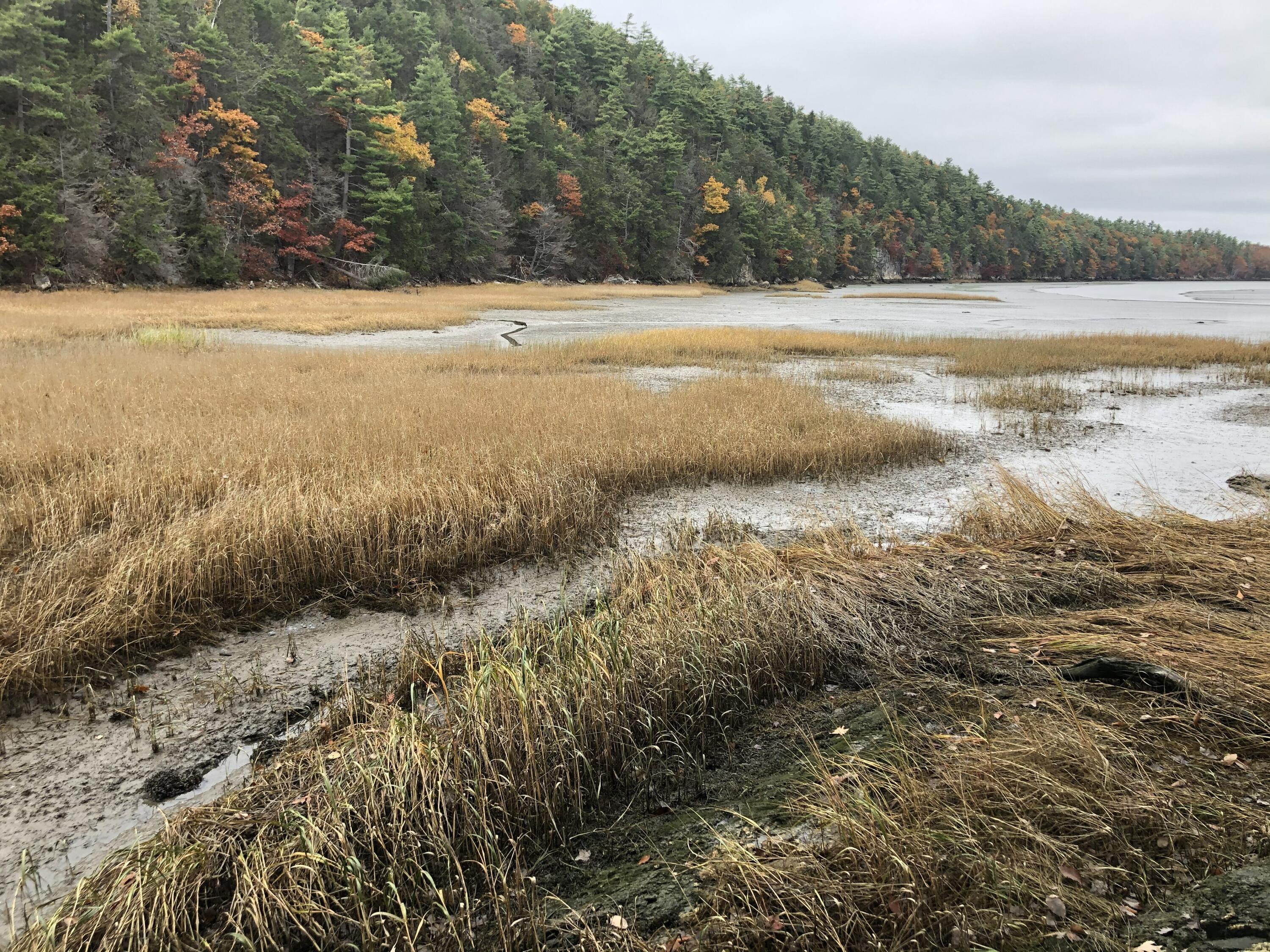 105 Cushman Point Road Wiscasset, ME 04578 - Photo 109 of 114 the cove side