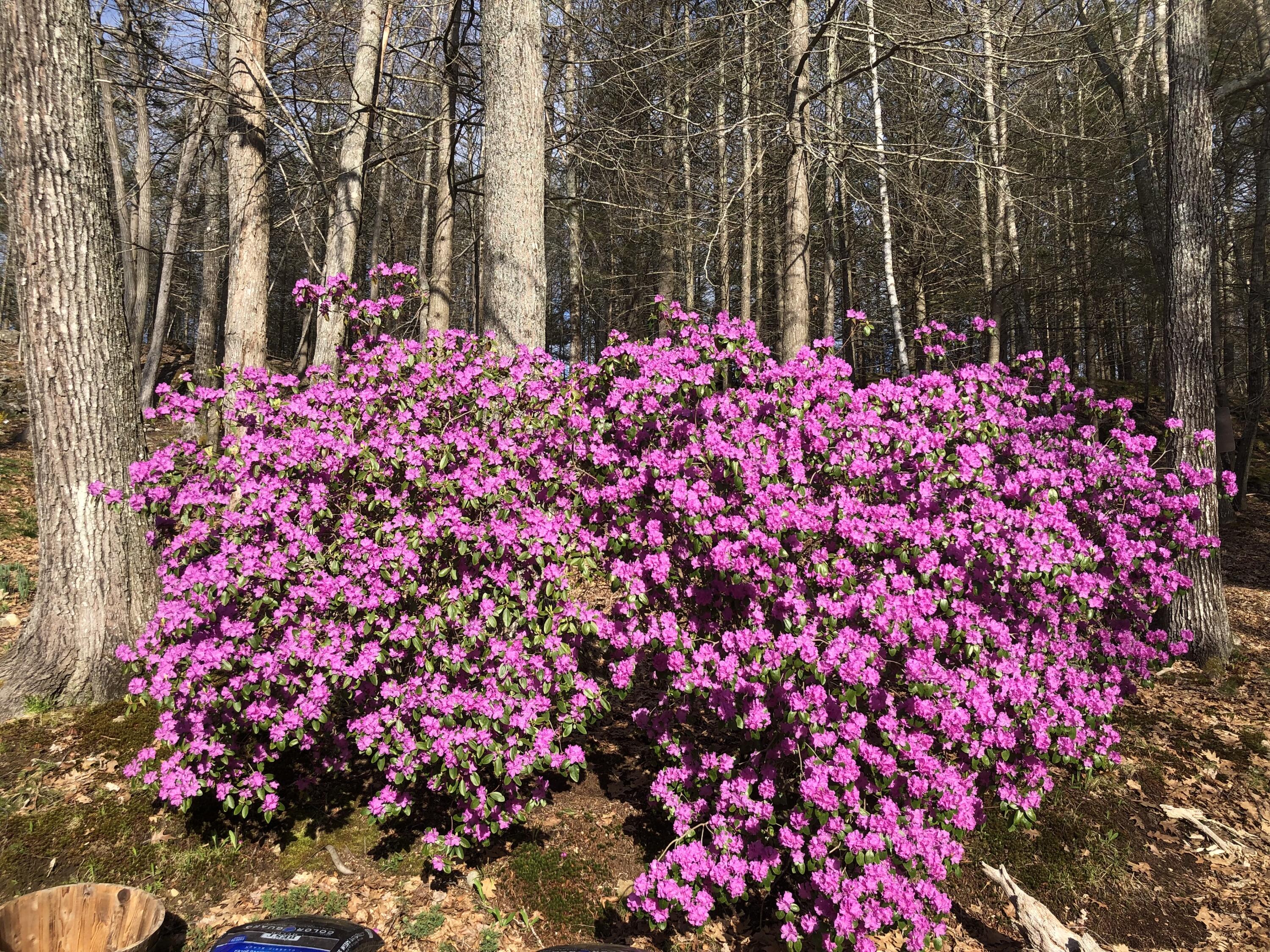 105 Cushman Point Road Wiscasset, ME 04578 - Photo 97 of 114 IMG_4030