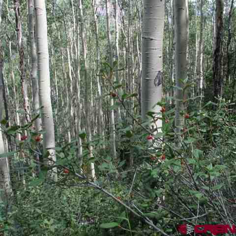 Tbd North Henson Creek Road Lake City, CO 81235 - Photo 4 of 12 a close up of a plant in a garden