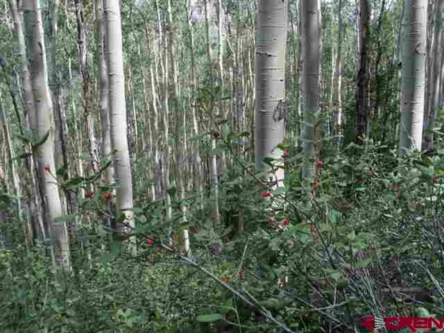 Tbd North Henson Creek Road Lake City, CO 81235 - Photo 6 of 12 a close up of a plant in a garden