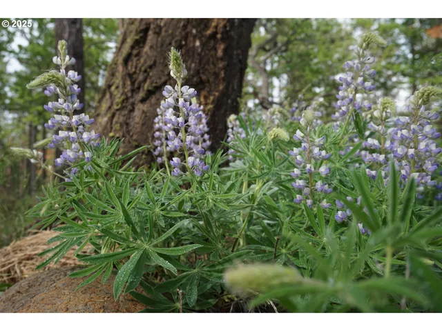 $375,000 | 126 Noble Fir, Goldendale, WA 98620