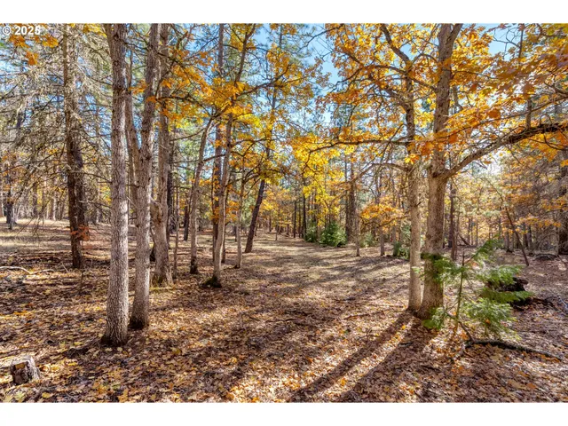 a view of a forest with trees in the background