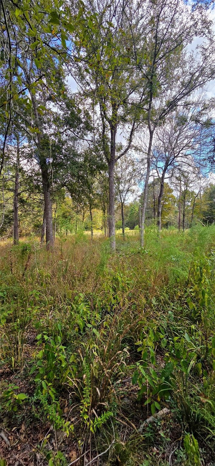 29699 Mcclellan Court West Hempstead, TX 77445 - Photo 5 of 16 a view of yard