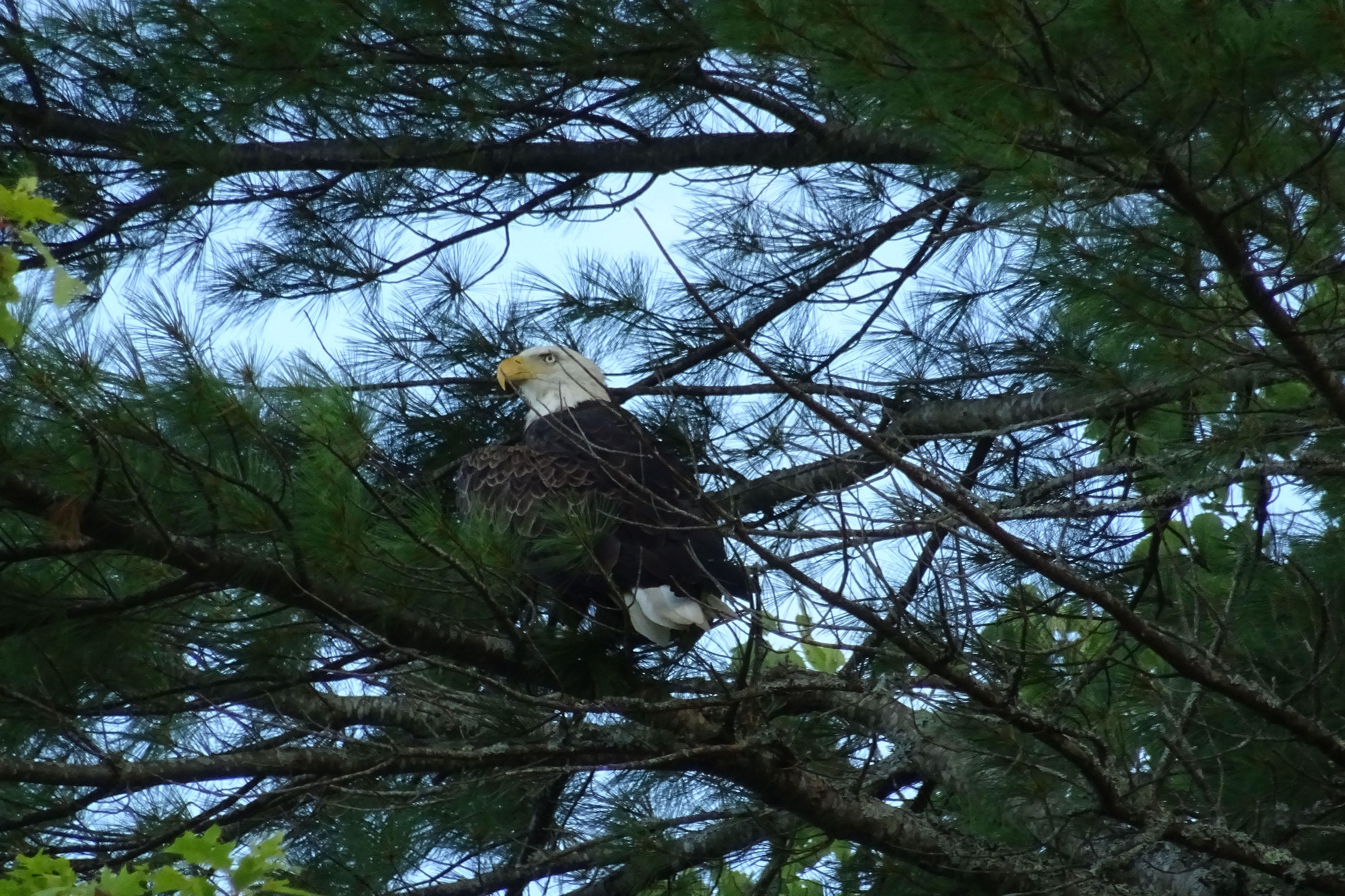 Lot 6 Sebascodegan Shores Road Harpswell, ME 04079 - Photo 11 of 12 Eagle