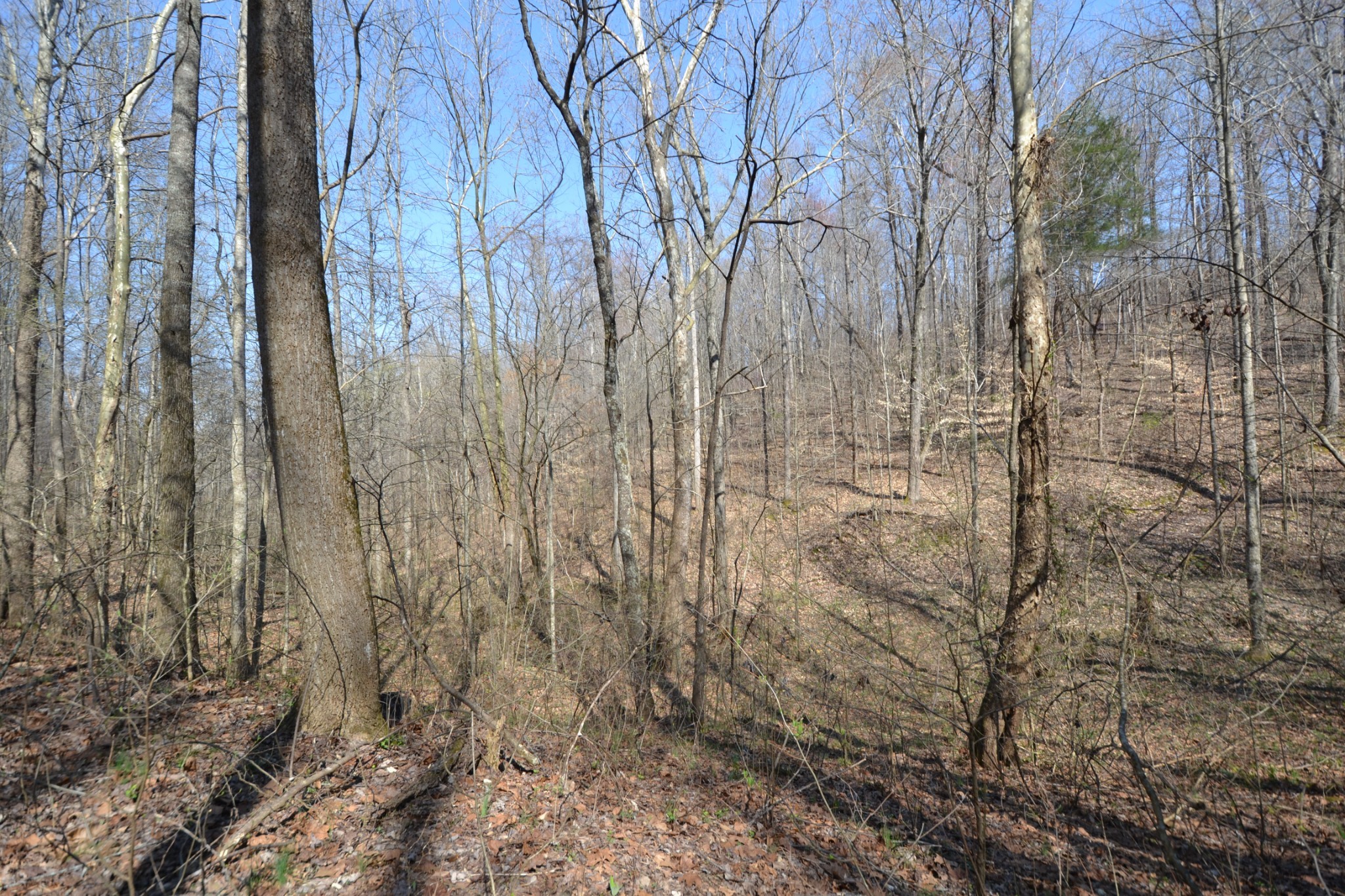 2 Pea Ridge Road Elmwood, TN 38560 - Photo 14 of 26 Gallery Image 14