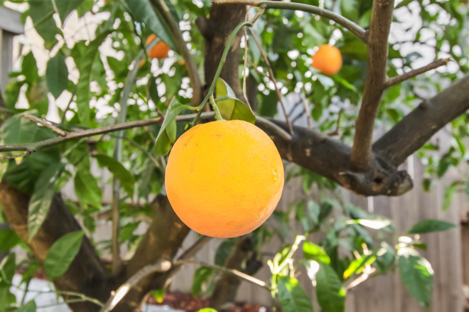 2216 Bryce Lane Davis, CA 95616 - Photo 45 of 53 a view of a swimming pool with a backyard and garden