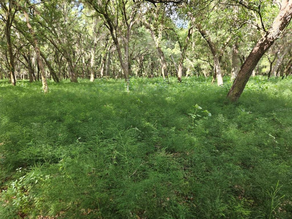 Burnsed Road Pierson, FL 32180 - Photo 3 of 10