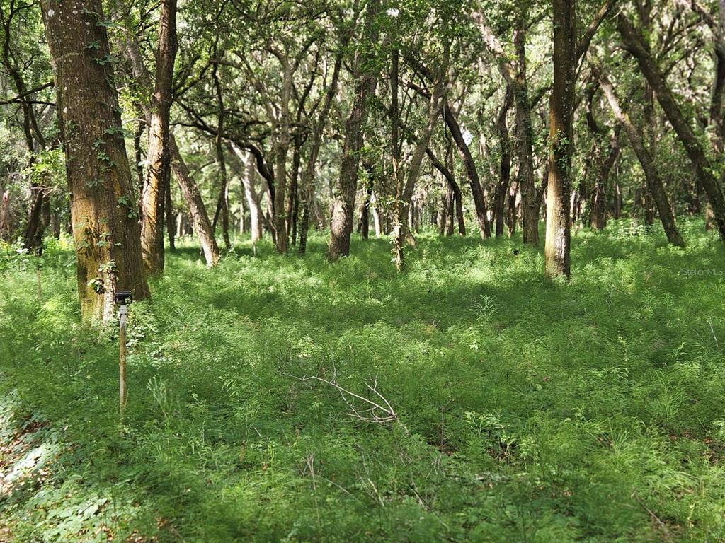 Burnsed Road Pierson, FL 32180 - Photo 6 of 10