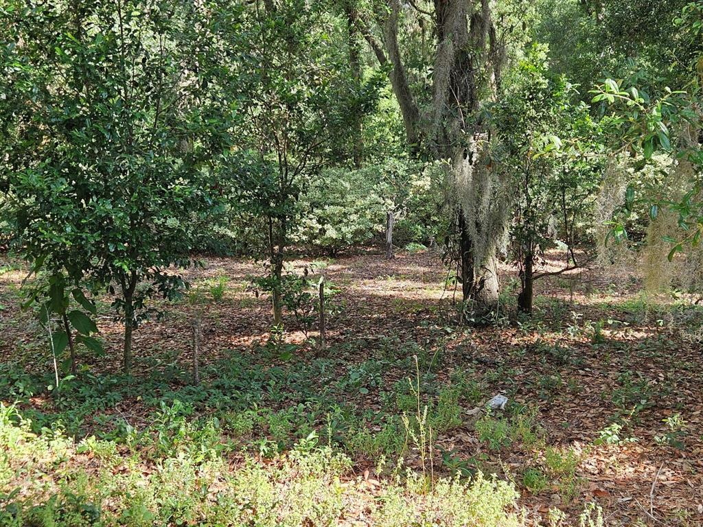 Burnsed Road Pierson, FL 32180 - Photo 10 of 10