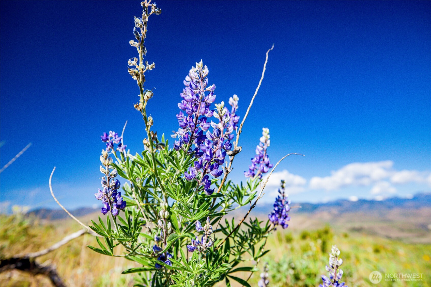 0 Sawtooth View Road Pateros, WA 98846 - Photo 6 of 10 a flower view
